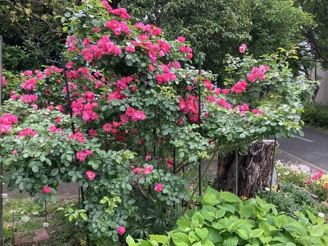 Naomiさんの この一枚「バラ（アンジェラ）が満開です」