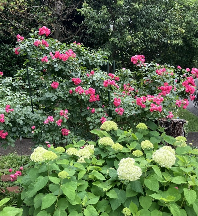 Naomiさんの この一枚「アンジェラ（バラ）とアナベル（西洋アジサイ）のハーモニーが綺麗です」